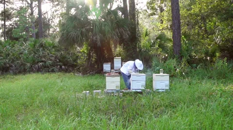 Beehive wide slow motion Video stock 27543055