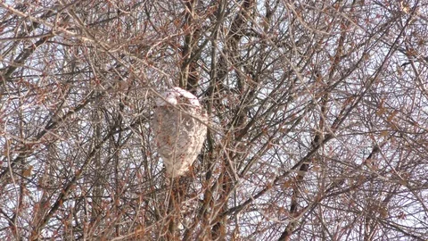 Beehive in Winter Stock Footage 94412894