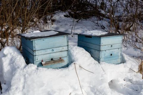 Beehive in the winter forest Stock Photos