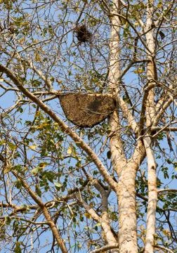 Beehive3 Stock Photos