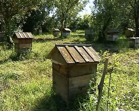 Beehives 01 動画素材 12403290