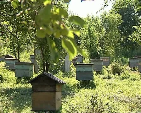 Beehives 02 動画素材 12403301