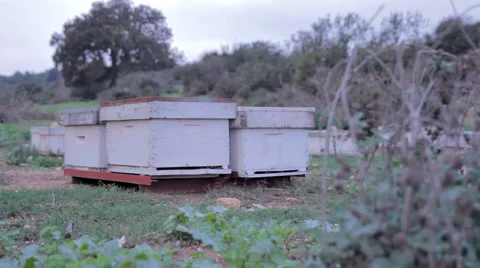 Beehives 1 (dolly in) Stock Footage 44716135