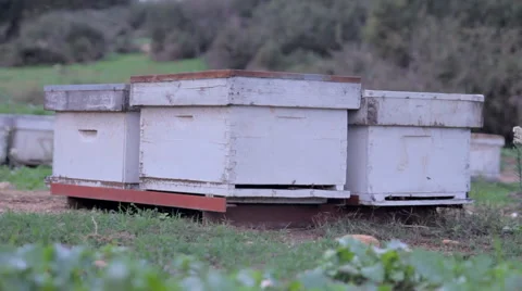 Beehives 2 (dolly left) Stock-Footage 44716011