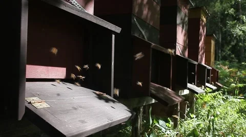 Beehives in apiary with bees going in and out Vídeos de archivo 54319586
