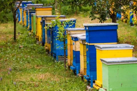 Beehives at apiary Stock Photos