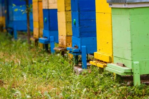 Beehives at apiary Foto stock