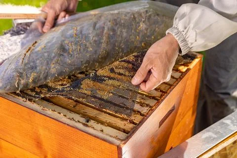 Beehives on the apiary. Stock Photos