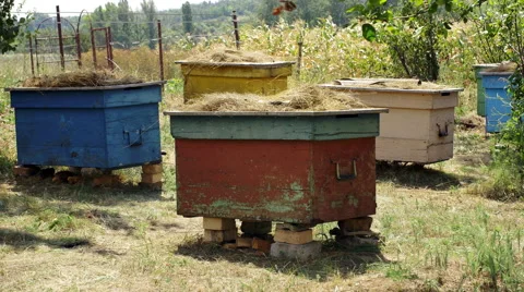 Beehives are in the backyard orchard 库存影片 68167040