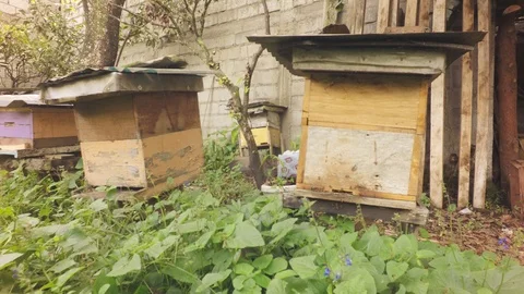 Beehives On A Backyard Video stock 93166979