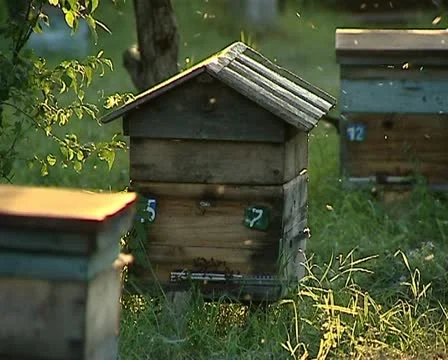 Beehives, bees 01 動画素材 12403289
