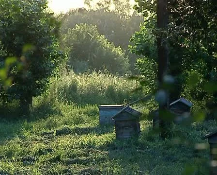 Beehives, bees 02 動画素材 12403294
