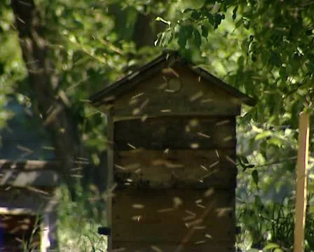 Beehives, bees 03 動画素材 12403275