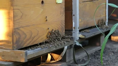 Beehives in the field Stock Footage 74728879