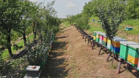 Beehives in the field Stock Footage 171562710