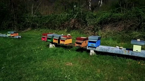 Beehives fly around Video stock 74267346