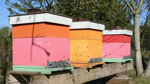 Beehives  스톡 동영상 106765595