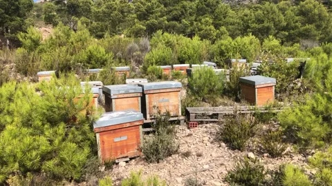 Beehives Stock Footage 163041100