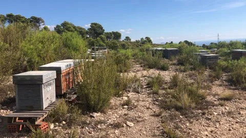 Beehives Stock Footage 163041126