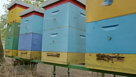 Beehives Stock Footage 171558393