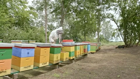 Beehives Stock Footage 171558516