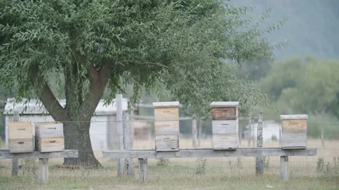 Beehives in front of a tree blowing in the wind in slow motion on a farm Stock Footage 70452059