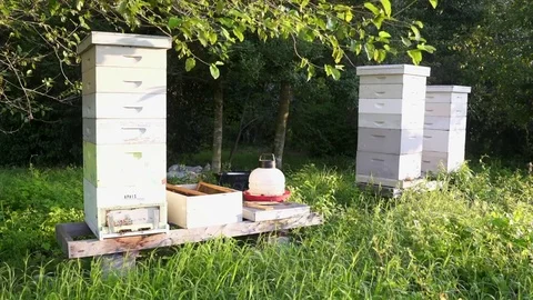 Beehives in a Garden 動画素材 78283367