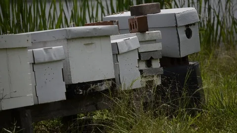 Beehives in grass Stock Footage 108339234
