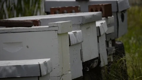 Beehives in grass Stock Footage 108339239