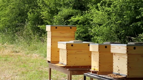 Beehives in a meadow. Stock Footage 51396471