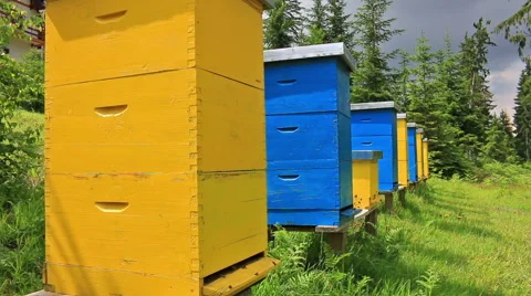 Beehives in a meadow Video stock 58962292