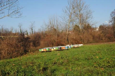 Beehives in the meadows Stockfoto's