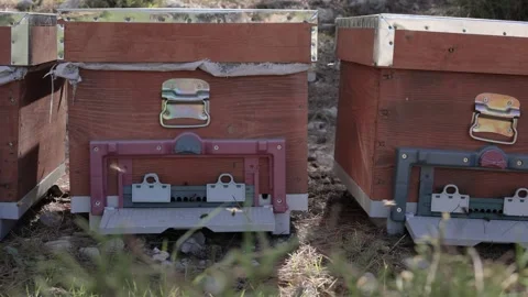 Beehives in a natural setting Stock Footage 327109991