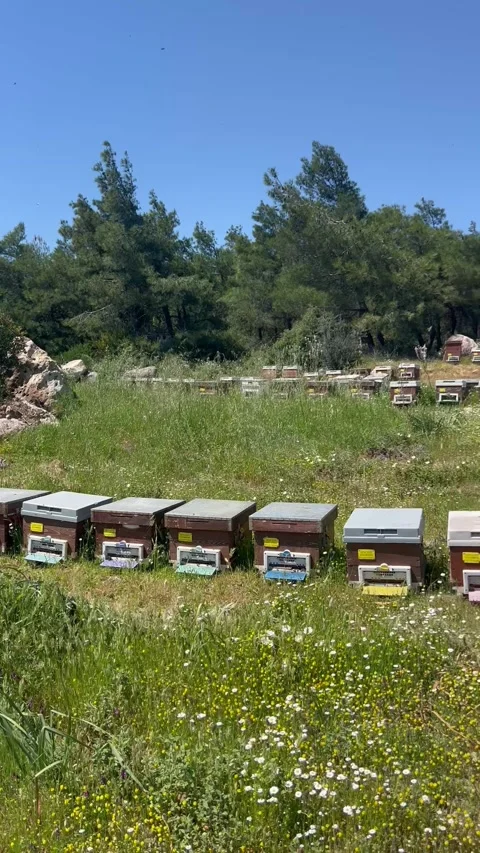 Beehives in nature Stock Footage 337157196