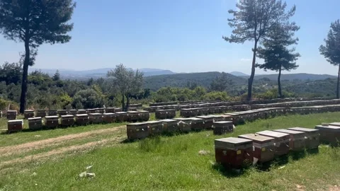 Beehives in nature Stock Footage 337157472