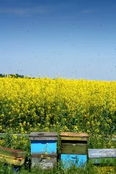 Beehives in the open Stock-Fotos