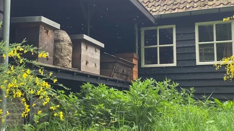 Beehives outside old barn full of bees, bee hives Stock Footage 278413576
