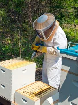 Beehives Stock Photos