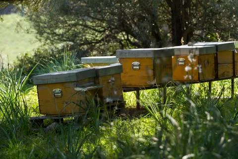 Beehives Stock Photos