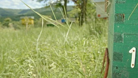 Beehives for Queen bee Stock Footage 171558902
