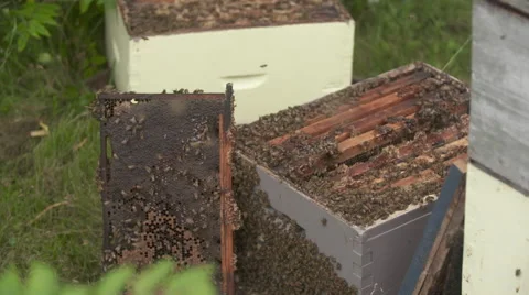 Beehives in slowmotion Stockbeeldmateriaal 56916477