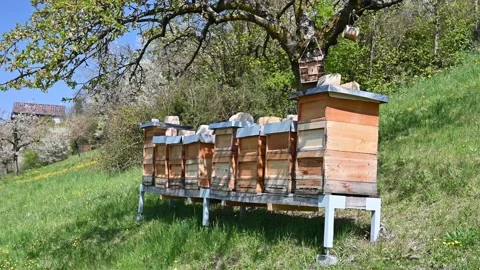 Beehives in spring Stock Footage 158398824