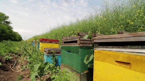 Beehives in the springtime Stock Footage 75936857