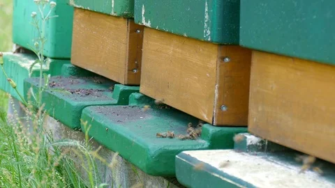 Beehives on a summer meadow Stockbeeldmateriaal 79003410
