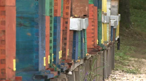 Beehives with swarm of bees Stock Footage 39660492