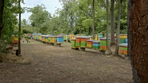 Beehives in the woods Stock Footage 171558355