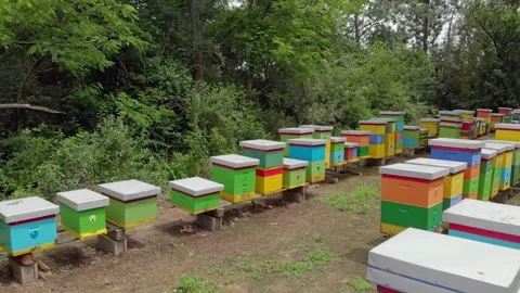 Beehives in the woods Stock Footage 171571381