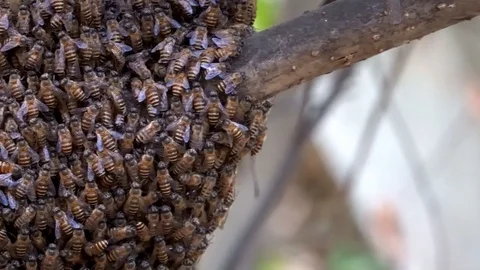 Beehives with worker bees are building the hive diligently.. Stock Footage 124828129