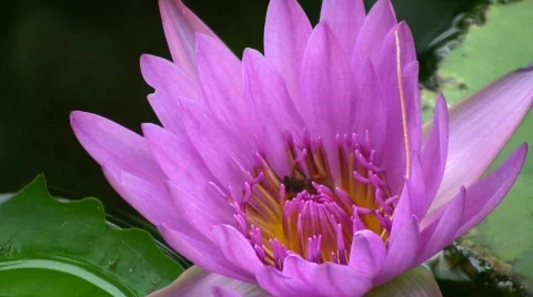 Beeinflowe Stock-Footage 512152