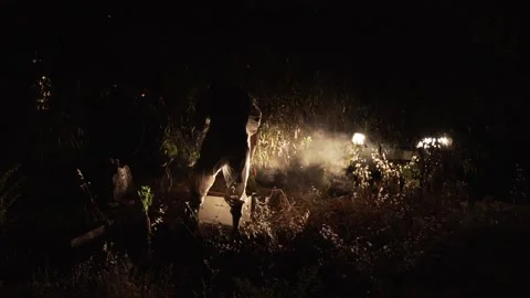 Beekeeper 02 Stock Footage 156599276